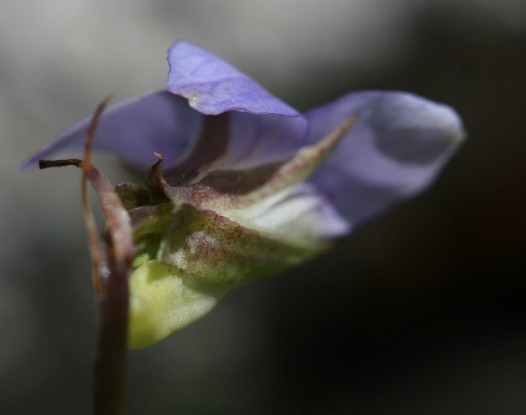 Viola riviniana